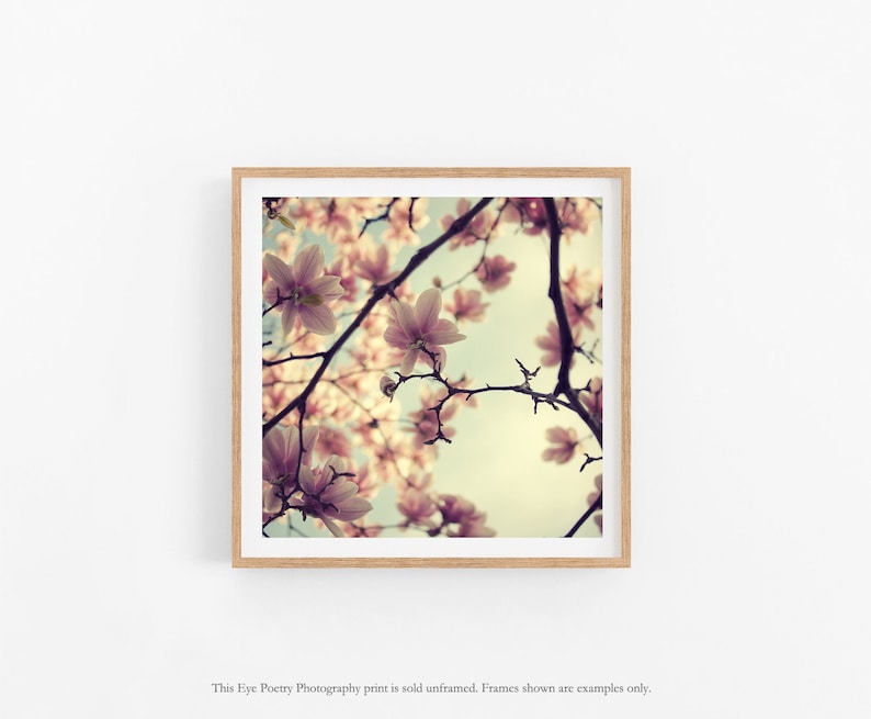 May include: A close-up photograph of a magnolia tree in bloom. The pink flowers are in focus, with the sky and branches blurred in the background. The image has a vintage, faded look.