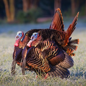 Twin Turkey Gobblers