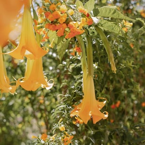 Toe, Yellow Brugmansia, Wall Art Print, Wall Art, Mystic, Shamanism, psychedelics