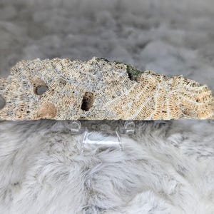 White Sea Coral Fossil