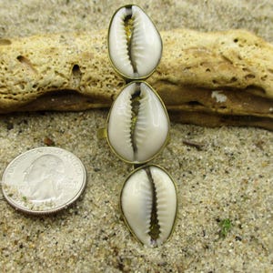 May include: Three cowrie shell rings with gold-colored bands are displayed. The shells are white with a dark brown interior. A U.S. quarter is next to the rings for size comparison. The rings are on a sandy surface.