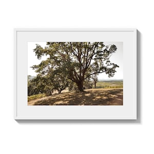 Giant Oak Tree Print, Oregon Wine Country Photography, Vineyard Landscape Photo, Winery Vineyard Tasting Room Wall Art Decor