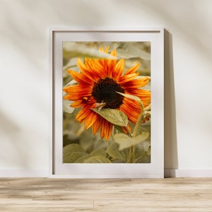 Arte mural de girasoles otoñales con abejas, decoración de pared otoñal, póster con fotografía de flores naranjas, impresión de flores de Portland en Sauvie Island