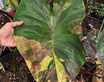 Rare Variegated Colocasia Bulb Morning Star Elephant Ear New Hybrid Collector’s Tropical Plant Fast Growing Tropical Foliage