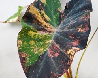 Colocasia Bulb Episode One Tuber New Hybrid Plant Bulb From Thailand