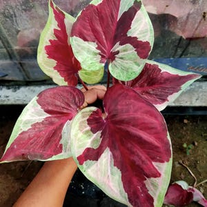 Caladium Daranoppharat 1 Bulbo Orecchio di Elefante Cuore di Gesù Ali d&#39;Angelo Dalla Thailandia