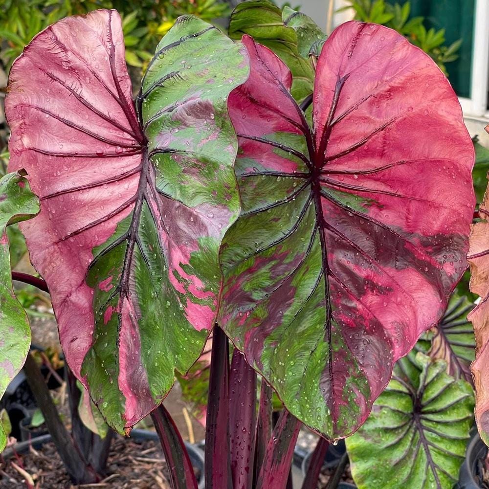Colocasia pharaoh's mask - Etsy 日本