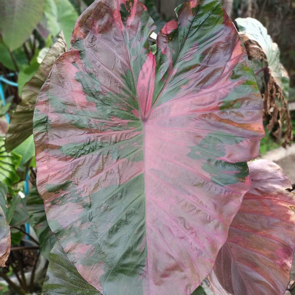 Colocasia pink - Etsy 日本