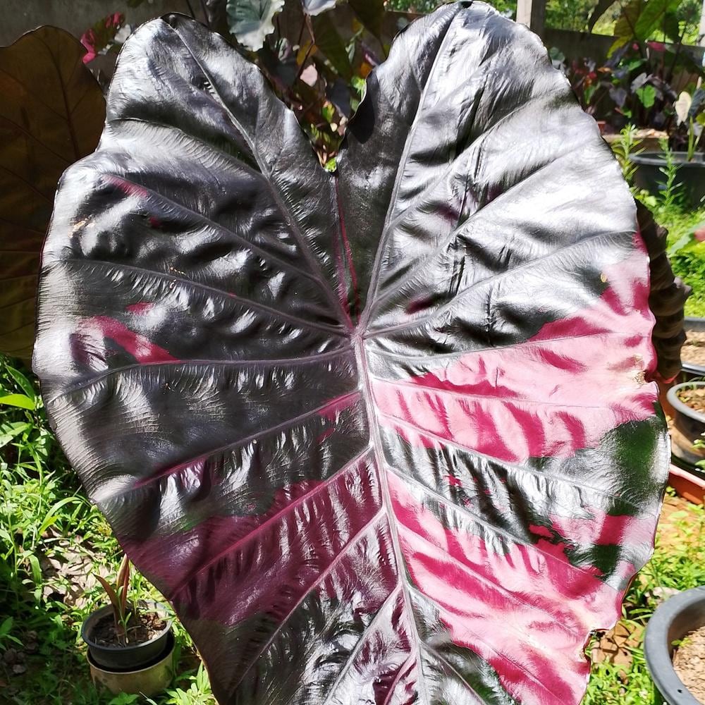 Colocasia black - Etsy 日本