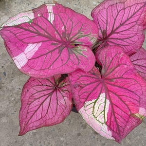 Caladium Ngoensaen 1 Bulbo Orecchio di Elefante Cuore di Gesù Ali d&#39;Angelo Dalla Thailandia