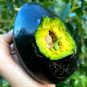 Mexicola Ympad Avokado Svart Avokado Fruktträd Tropiskt Sällsynt Högt 45 cm