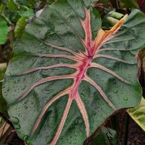 希少 コロカシア ピンクサファイア Pink Sapphire 観葉植物