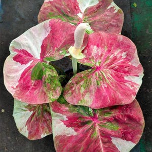 Caladium Chaopokaeo 1 Bulbo Orecchio di Elefante Cuore di Gesù Ali d&#39;Angelo Dalla Thailandia