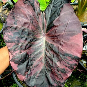 Colocasia pink - Etsy 日本