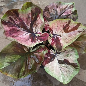Caladium Sikhunpluem 1 bulbo Orecchio di elefante Cuore di Gesù Ali d&#39;angelo dalla Thailandia