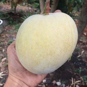 Jättemango, ympad växt, fruktträd, unik, sällsynt, tropisk, hög, 50 cm
