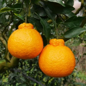 Dekopon Ympad Apelsinväxt Sumo Shiranui Mandarin Fruktträd Högt 45 cm