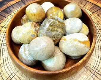Fossil Coral Tumbled Stone, 20mm - 30mm, Tumbled Fossilized Coral, Polished Agatized Coral, Coral Agate Crystal,