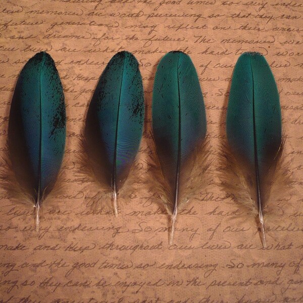 2 pr 4-5 inch Blue and Gold Macaw Wing Feathers