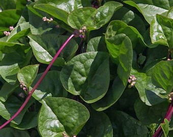 Red Malabar Spinach Seeds