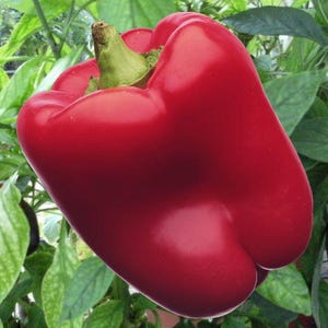 May include: A bright red bell pepper with a green stem. The pepper is ripe and ready to eat.