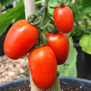 May include: Close-up of five red, oval-shaped tomatoes hanging from a vine. The tomatoes are ripe and have a glossy finish.