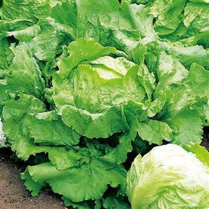 May include: Close-up of fresh, vibrant green lettuce heads. The leaves are ruffled and textured, with a mix of light and dark green hues. The image showcases the natural beauty of the leafy greens, perfect for salads and healthy eating.