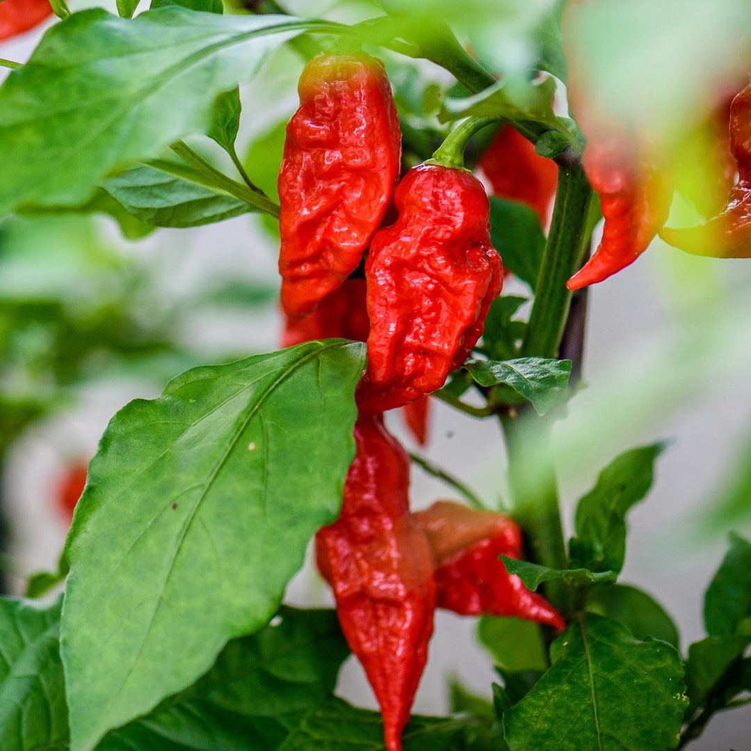 Ghost Bhut Jolokia HOT Pepper Seeds - Etsy