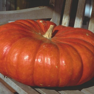 May include: A large, bright orange pumpkin with a slightly flattened shape sits on a wooden bench. The pumpkin has a smooth, slightly shiny surface.