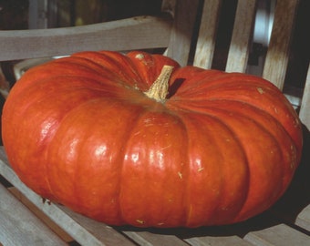 Cinderella Pumpkin Seeds