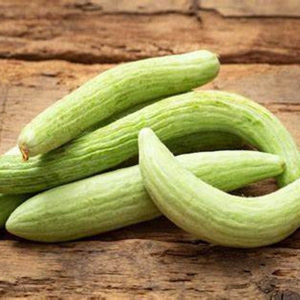 Armenian The Duke Cucumber Seeds