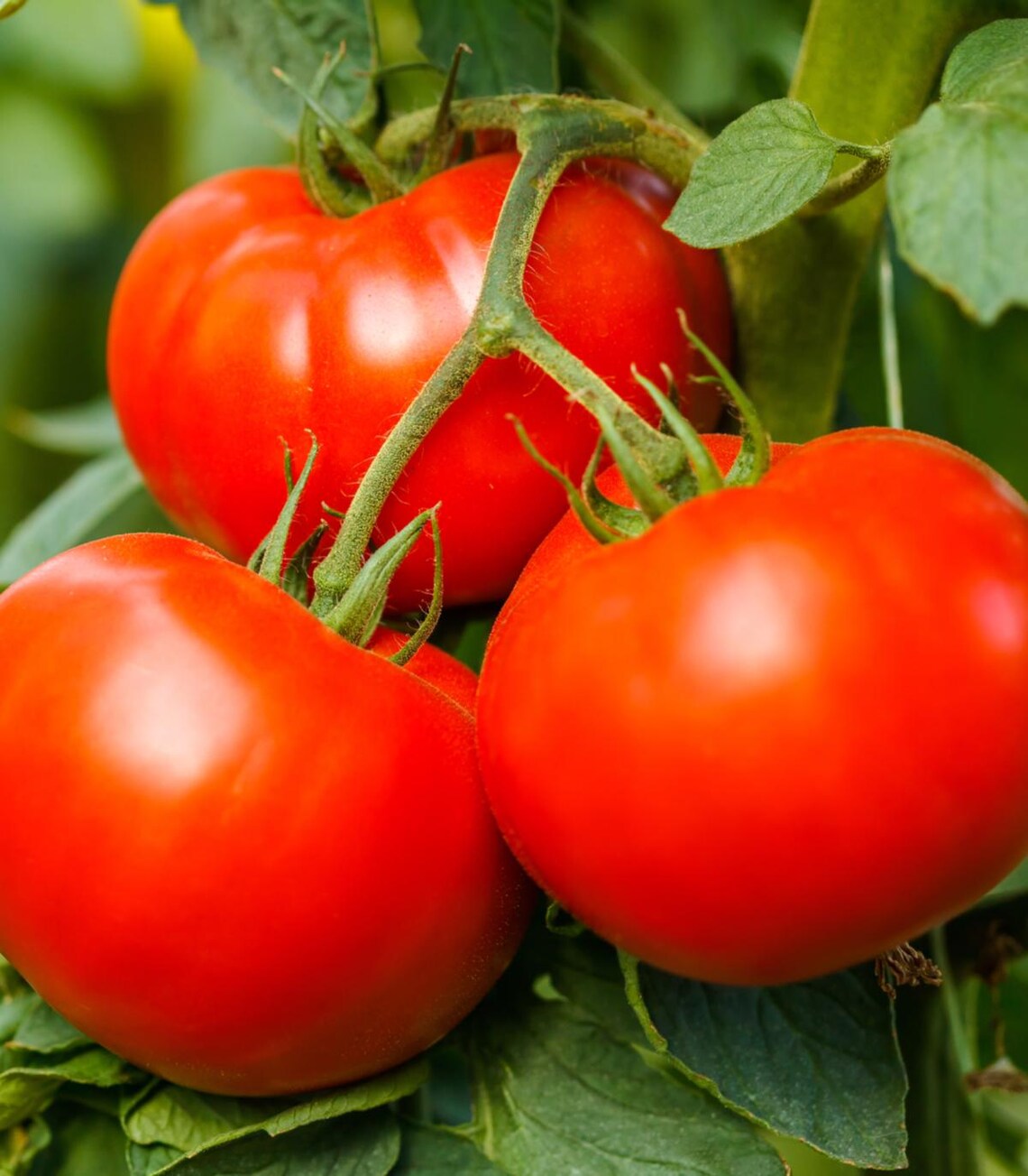 Big Beef Tomato Seeds