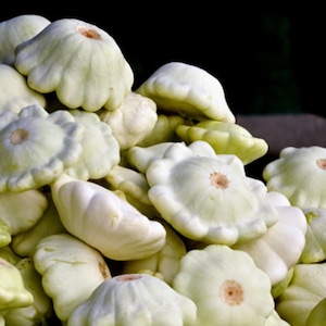 May include: A close-up of a pile of white pattypan squash. The squash are arranged in a random pattern, with some of the squash overlapping each other.