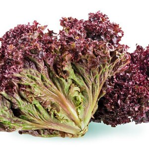 May include: A bunch of red leaf lettuce with green and red leaves. The lettuce is fresh and ready to eat.