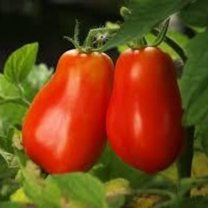 May include: Two large, ripe, red pear-shaped tomatoes hanging on a vine with green leaves.