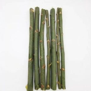 60 Austree Hybrid Willow Tree Thick Cuttings Fresh Cut Fast Growing 10 Inch