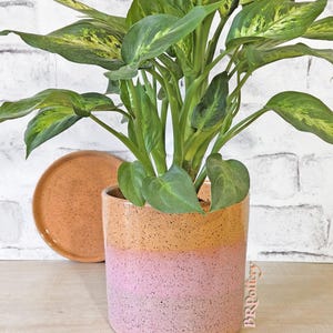 May include: A potted Dieffenbachia plant in a speckled, two-tone ceramic pot. The pot transitions from a pink base to an orange top. A matching orange saucer sits beside the pot. The plant has large green leaves with yellow variegation.