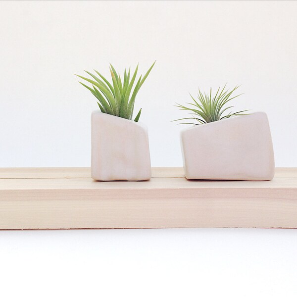 White Mini Air Plant Pot - Includes Plant