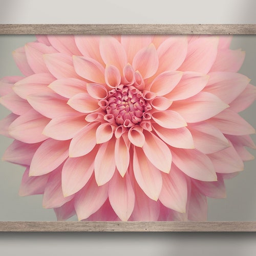Flower Photography Floral Wall Art Large Wall Art Print Etsy