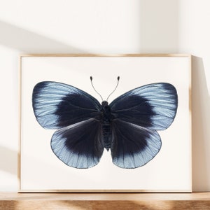 Blue Butterfly Photograph, 8x10 Wall Art Print, Nature Photography, Butterfly Art, Animal Art Print, Wall Art, Natural History Art Print image 1