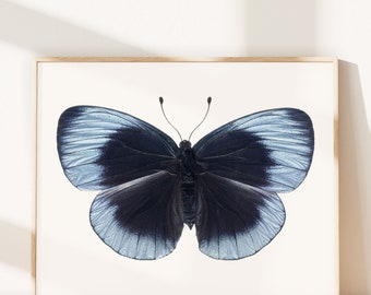 Blue Butterfly Photograph, 8x10 Wall Art Print, Nature Photography, Butterfly Art, Animal Art Print, Wall Art, Natural History Art Print