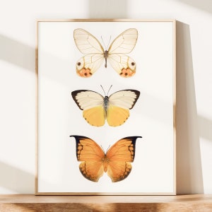 Insect Art, Wall Art Print, Butterfly Print, Modern Photography, Orange, Yellow, Butterfly Art, Office Wall Art Print, Insect Wall Art Print image 1