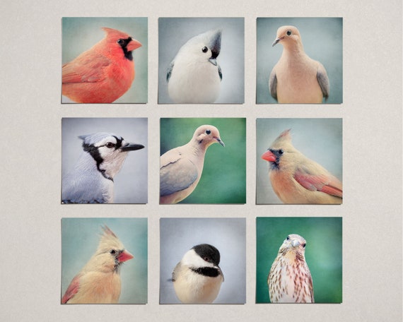 Bird Portraits Gallery Wall Set 5x5 Prints Bird Wall Art - Etsy