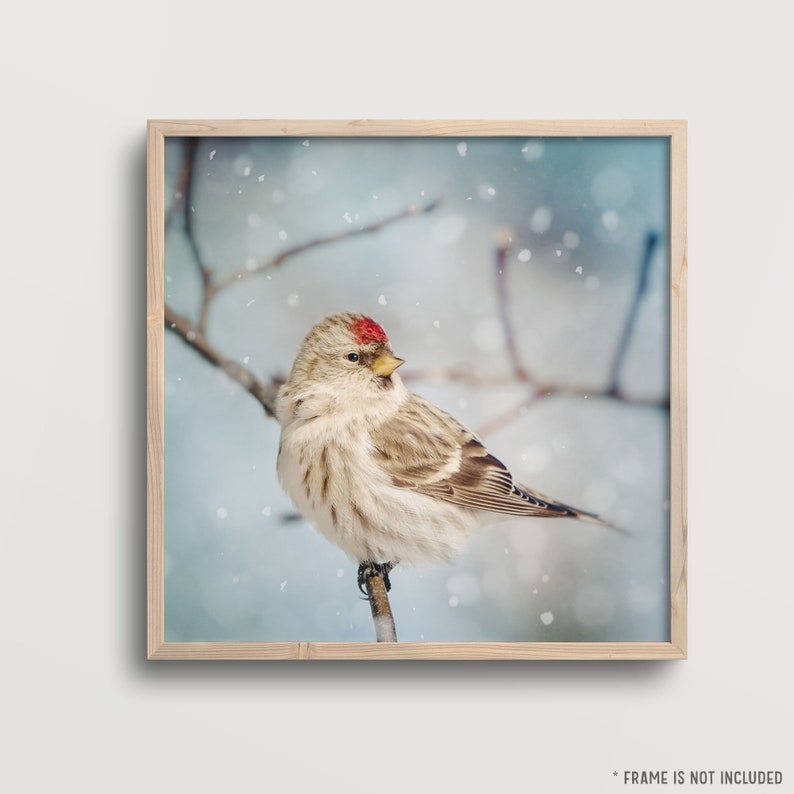 Winter Photography, Winter Art, Bird Photography, Snow, Bird Art, Winter Wall Art, Fine Art Print, Redpoll in Snow No. 8 image 3
