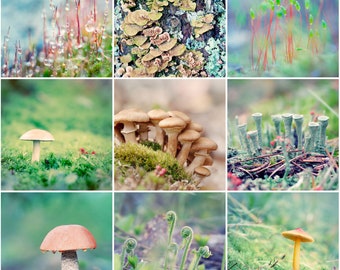 Forest Floor Print Set, Woodland Art Print Set, 5x5 Prints, Nature Photography Set, Mushrooms, Lichen, Ferns, Moss, Woodland Wall Art Set