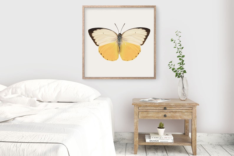 Yellow Butterfly Wall Art Print Fine Art Photography Print Etsy