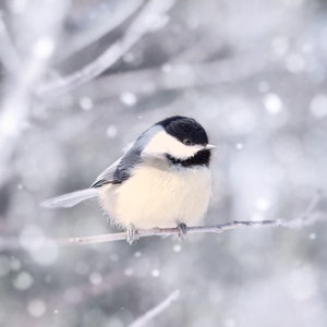 Bird in Snow Fine Art Print, Animal Photography Print, Bird Photography, Winter, Bird Photo, Nature Photography, Chickadee in Snow No. 11 image 2