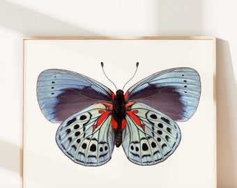 Charles Darwin Butterfly Print, Blue Butterfly Art, Wall Art Prints Butterflies, Bedroom Decor Farmhouse Women, Fine Art Photography Print