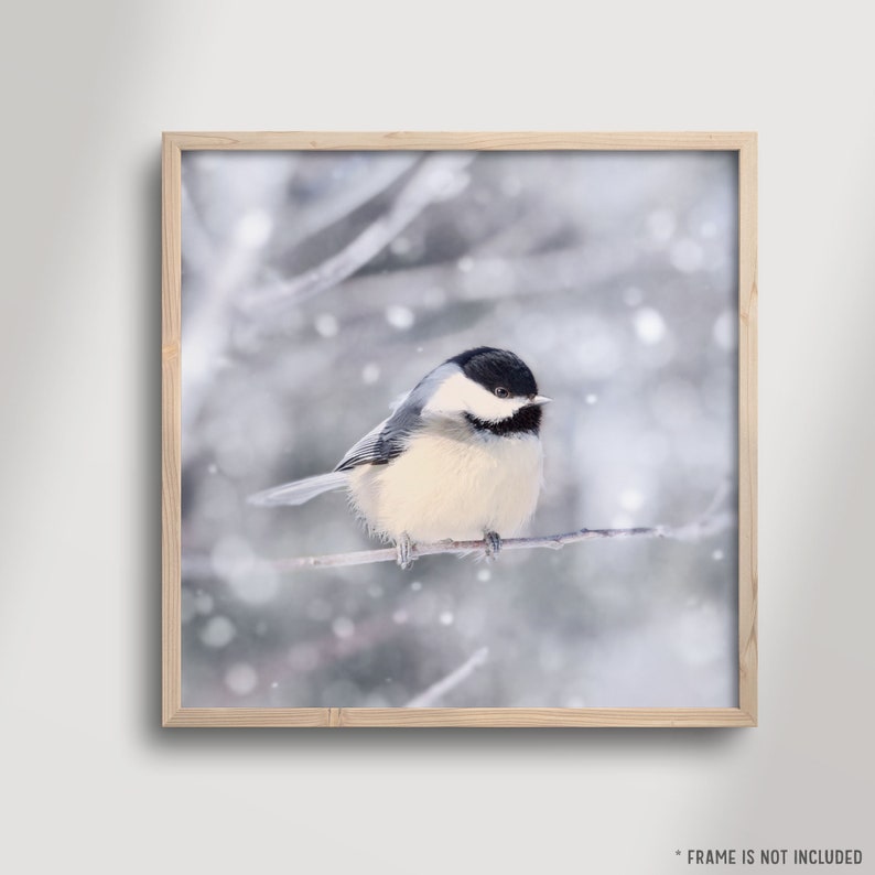 Bird in Snow Fine Art Print, Animal Photography Print, Bird Photography, Winter, Bird Photo, Nature Photography, Chickadee in Snow No. 11 image 3