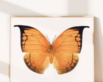 Impression papillon feuille orange, photographie de nature, art mural salon, décoration murale de bureau, oeuvre d'art de chambre à coucher, impression de photographie d'art